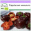 SAFLAX  - Paprika – Chocolate - Capsicum - 10 Samen 1