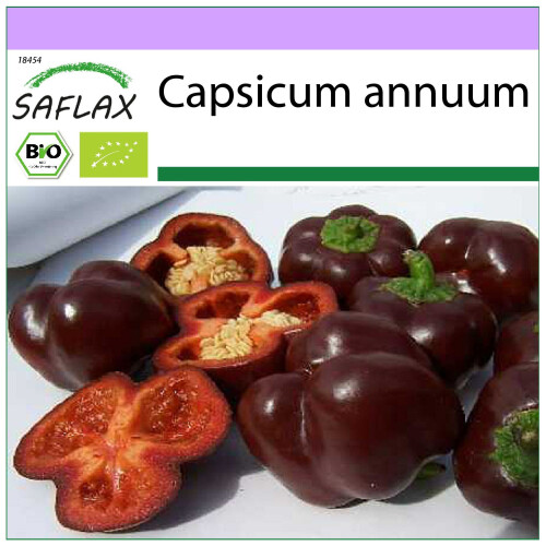 SAFLAX  - Paprika – Chocolate - Capsicum - 10 Samen