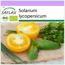 SAFLAX - BIO - Pomodoro - Golden Queen - 15 semi - Solanum