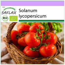 SAFLAX - BIO - Pomodoro - Rosa di Berna - 10 semi - Solanum