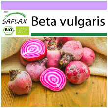 SAFLAX - BIO - Barbabietola - Chioggia - 70 semi - Beta
