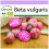 SAFLAX  - BIO - Betterave - De Chioggia - 70 graines - Beta 1