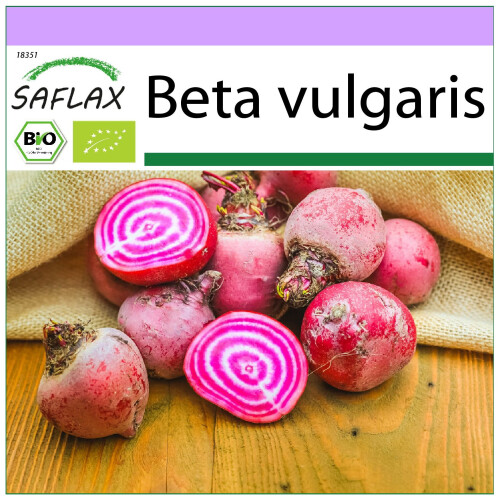 SAFLAX  - BIO - Betterave - De Chioggia - 70 graines - Beta