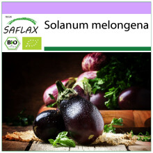 SAFLAX - BIO - Melanzana - Black Beauty - 25 semi - Solanum