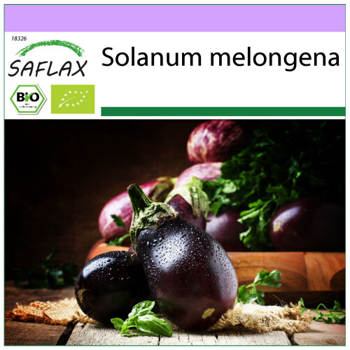 SAFLAX  - Aubergine - Black Beauty - Solanum - 25 Samen