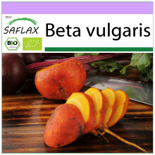 SAFLAX - Goldene Rote Beete - Beta - 50 Samen