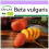 SAFLAX  - Goldene Rote Beete - Beta - 50 Samen 1