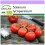 SAFLAX  - Tomate - Matina - Solanum - 10 Samen 1