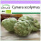 SAFLAX - BIO - Carciofo - Imperial Star - 5 semi - Cynara 1