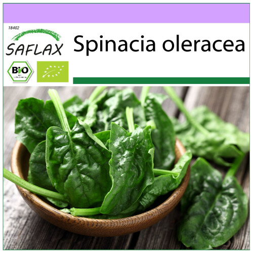 SAFLAX  - Spinat - Matador - Spinacia - 300 Samen