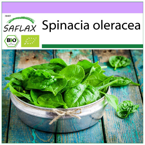 SAFLAX  - Spinat - Winterriese - Spinacia - 250 Samen