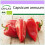 SAFLAX  - Paprika – Marconi - Capsicum - 20 Samen 1