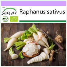 SAFLAX - BIO - Ravanello - Candela di ghiaccio - 100 semi - Raphanus