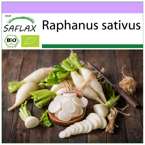 SAFLAX  - BIO - Radis - Glaçon - 100 graines - Raphanus