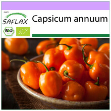 SAFLAX - BIO - Peperoncino - Habanero Orang - 20 semi - Capsicum