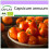 SAFLAX  - Chili – Habanero - Capsicum - 20 Samen 1