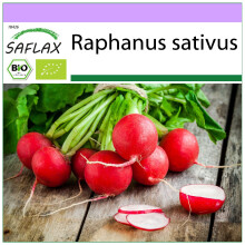 SAFLAX - BIO - Ravanello - Cherry Bell - 100 semi - Raphanus