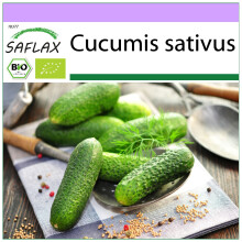 SAFLAX - BIO - Cetriolo - Vorgebirgstraube - 15 semi - Cucumis