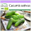 SAFLAX  - BIO - Concombre - Vorgebirgstraube  - 15 graines - Cucumis 1
