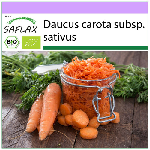 SAFLAX  - Möhren - Herbstkönig - Daucus - 1000 Samen