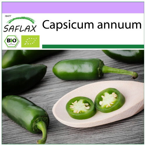 SAFLAX  - Chili – Jalapeno - Capsicum - 20 Samen