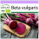 SAFLAX  - BIO - Betterave - Globe de Detroit - 100 graines - Beta 1