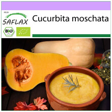 SAFLAX - BIO - Zucca - Butternut - 6 semi - Cucurbita