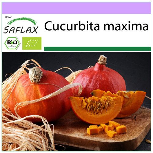 SAFLAX  - BIO - Potiron d'Hokkaido - 5 graines - Cucurbita