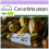 SAFLAX  - BIO - Courge - Delicata - 6 graines - Cucurbita 1