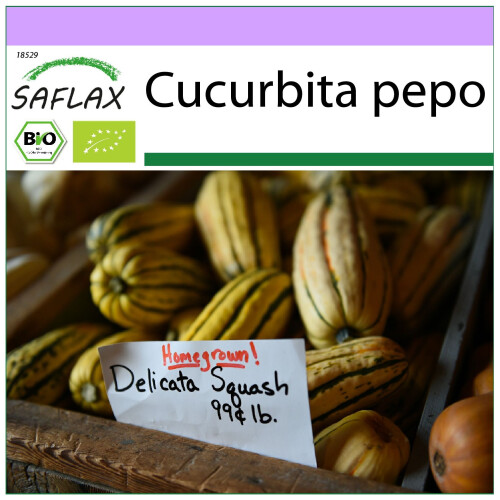 SAFLAX  - BIO - Courge - Delicata - 6 graines - Cucurbita