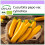 SAFLAX  - Ziucchini - Gold Rush - Cucurbita - 5 Samen 1