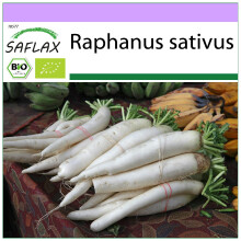 SAFLAX - BIO - Ravanello - Daikon giapponese - 100 semi - Raphanus