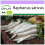 SAFLAX  - BIO - Radis - Daïkon - 100 graines - Raphanus 1