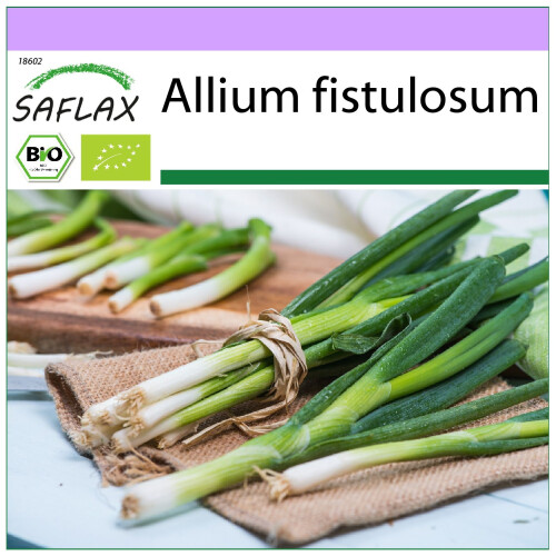 SAFLAX  - BIO - Ciboule - Ishikura - 150 graines - Allium