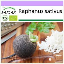SAFLAX - BIO - Ravanello Spagnolo nero - 100 semi - Raphanus
