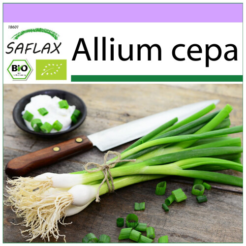 SAFLAX  - BIO - Oignon - Blanc de Lisbonne - 150 graines - Allium