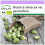 SAFLAX  - Rosenkohl - Groninger - Brassica - 30 Samen 1