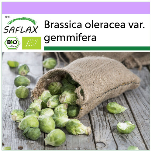 SAFLAX  - Rosenkohl - Groninger - Brassica - 30 Samen