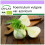 SAFLAX - BIO - Finocchio - 100 semi - Foeniculum 1