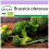 SAFLAX  - Broccoli - Calabrese - Brassica - 100 Samen 1