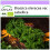 SAFLAX  - Grünkohl – Winter - Brassica - 70 Samen 1