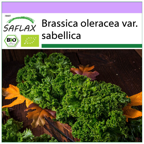 SAFLAX  - Grünkohl – Winter - Brassica - 70 Samen
