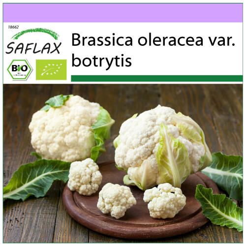 SAFLAX  - Blumenkohl - Schneeball - Brassica - 70 Samen