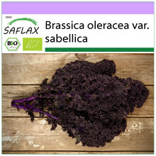 SAFLAX - BIO - Cavolo riccio - Krauser rosso - 50 semi - Brassica