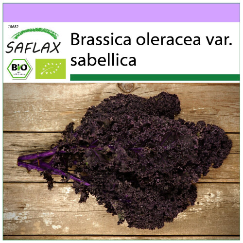 SAFLAX  - Grünkohl – Roter - Brassica - 50 Samen