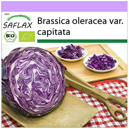 SAFLAX  - Rotkohl – Drumhead - Brassica - 250 Samen