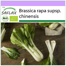 SAFLAX - BIO - Cavolo senape cinese - Pak Choi - 300 semi - Brassica