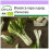 SAFLAX  - BIO - Bok choy - 300 graines - Brassica 1