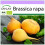 SAFLAX  - Rübe - Goldana - Brassica - 500 Samen 1