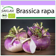 SAFLAX - BIO - Cavolo rapa - Milan Purple - 600 semi - Brassica